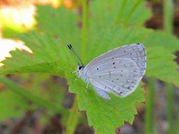 Summer Azure